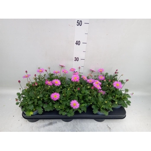 Brachycome  'Fresco Candy'