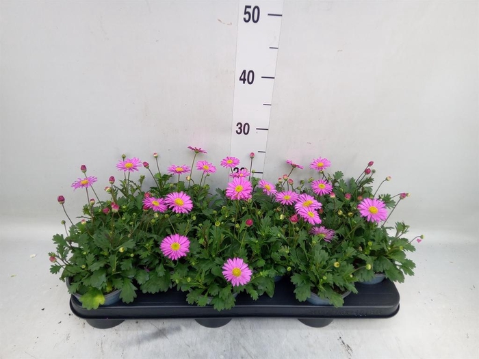 <h4>Brachycome 'Fresco Candy'</h4>