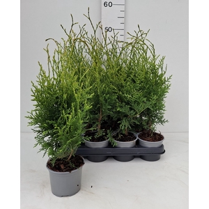 THUJA O FLEVOLAND