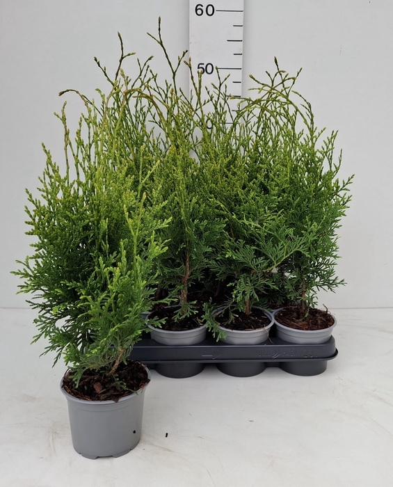 <h4>THUJA O FLEVOLAND</h4>