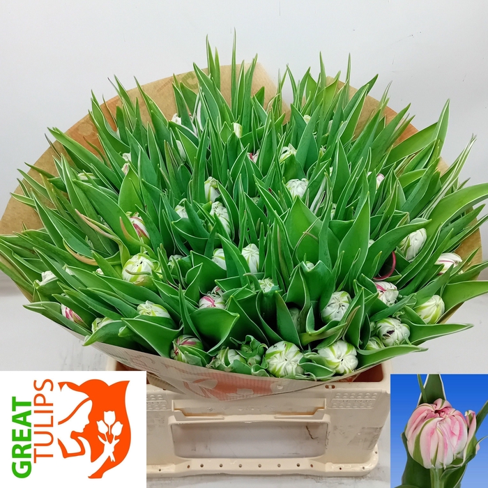 <h4>TU DU FLASH POINT</h4>