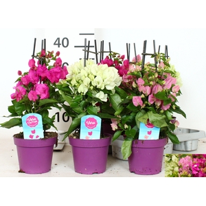 BOUGAINV OV
