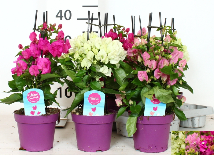 <h4>BOUGAINV OV</h4>