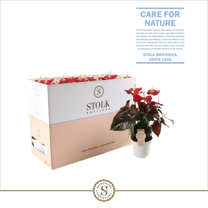 <h4>Coral Champion 12cm in Ecobox</h4>