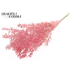 Ruscus 70cm 5 pc/bunch Bleached Light Pink (2x5 bunch/poly)