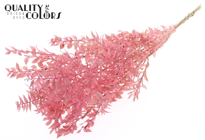 Ruscus 70cm 5 pc/bunch Bleached Light Pink (2x5 bunch/poly)