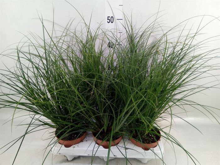 <h4>Carex brunnea</h4>