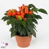 CAPS AN SAMBA ORANGE