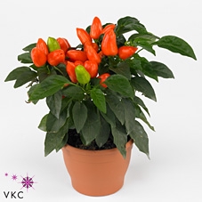 CAPS AN SAMBA ORANGE