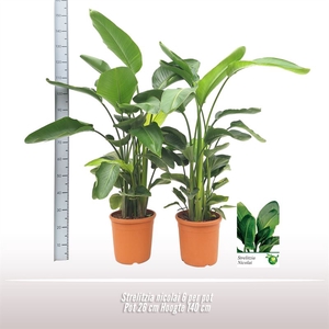 Strelitzia nicolai 6 per pot