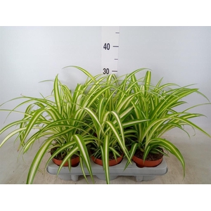 Chlorophytum com. 'Variegatum'