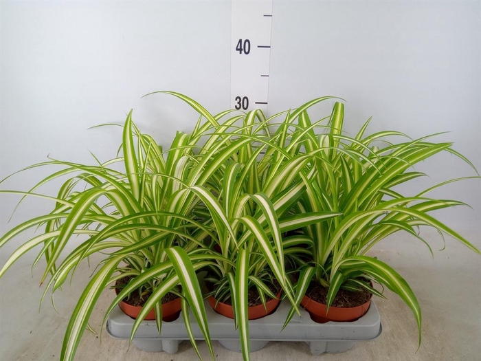 <h4>Chlorophytum com. 'Variegatum'</h4>