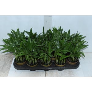 ARECA BAMBU P11