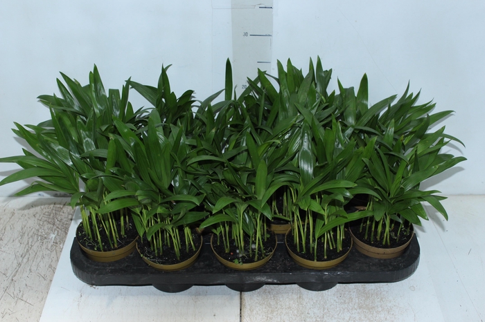 <h4>ARECA BAMBU P11</h4>