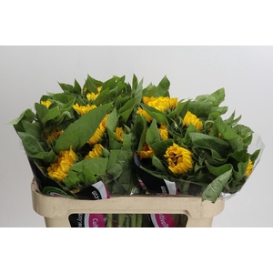 Helianthus Vincent's Choice