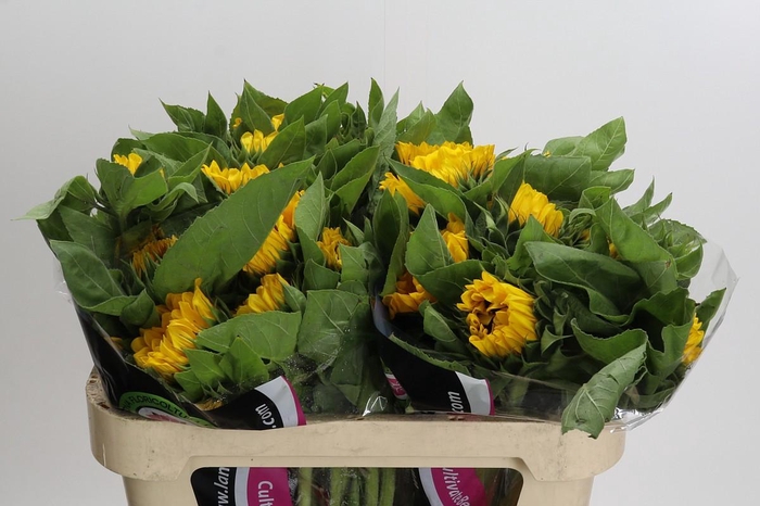 <h4>Helianthus Vincent's Choice</h4>