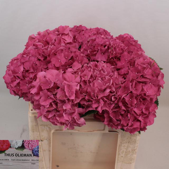 <h4>HYDR M CH RODEO RD</h4>