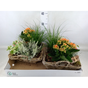 Arr.   Tuinplanten L%