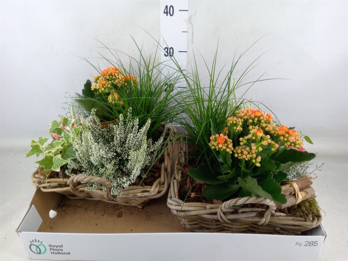 <h4>Arr.   Tuinplanten L%</h4>