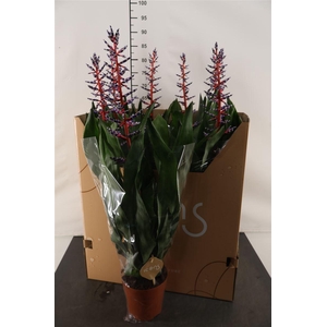 Aechmea Blue Rain 15 Cm. Pot