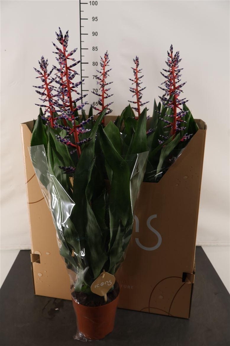 <h4>Aechmea Blue Rain 15 Cm. Pot</h4>