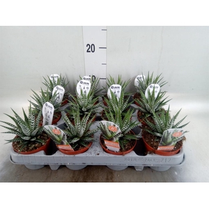 Haworthia fasciata 'Big Band'