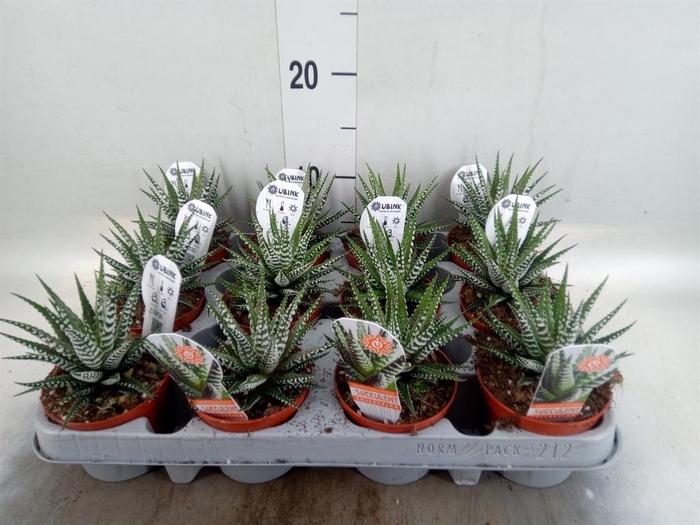 <h4>Haworthia fasciata 'Big Band'</h4>