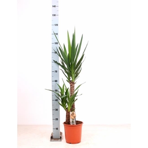YUCCA