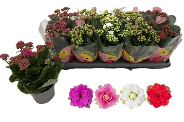 <h4>KAL GE RF GEM 4 KL</h4>