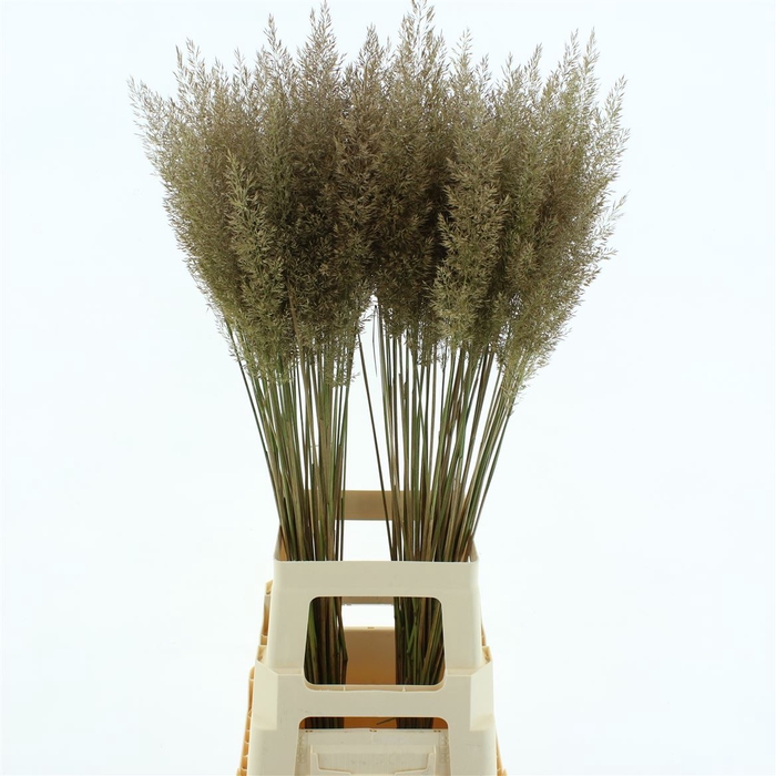 <h4>Calamagrostis Brachy</h4>