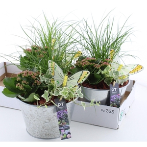 ARR TUINPLANTEN