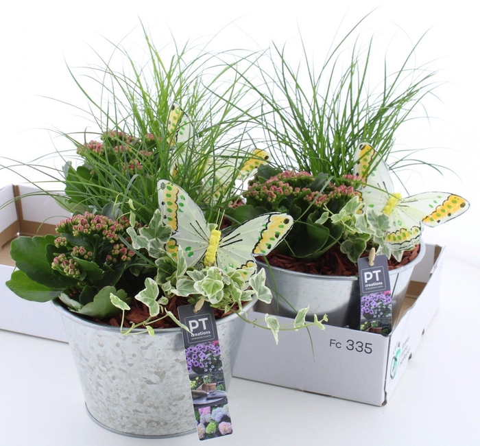 <h4>ARR TUINPLANTEN</h4>