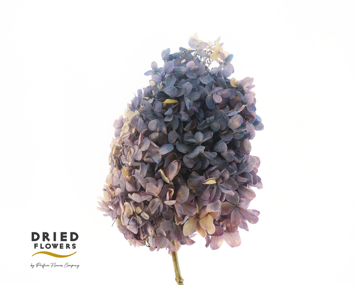 <h4>Dried Bleached Hydrangea Tower Bio purple</h4>