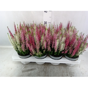 Calluna vulg. 'Beauty L Ametie'