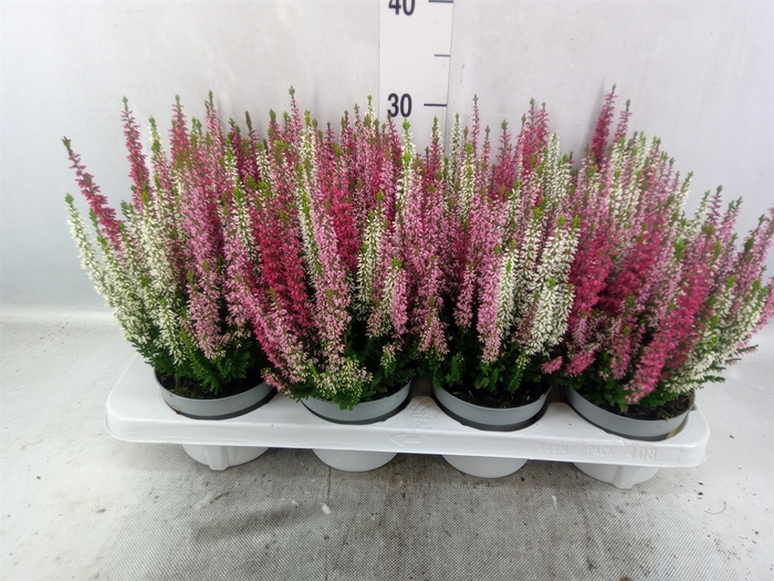 <h4>Calluna vulg. 'Beauty L Ametie'</h4>