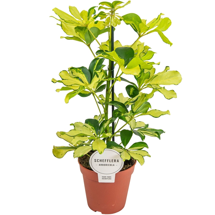<h4>Schefflera Melanie</h4>