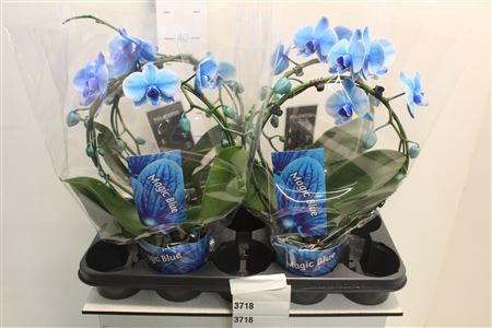 <h4>Phal Bow Blue Paint</h4>