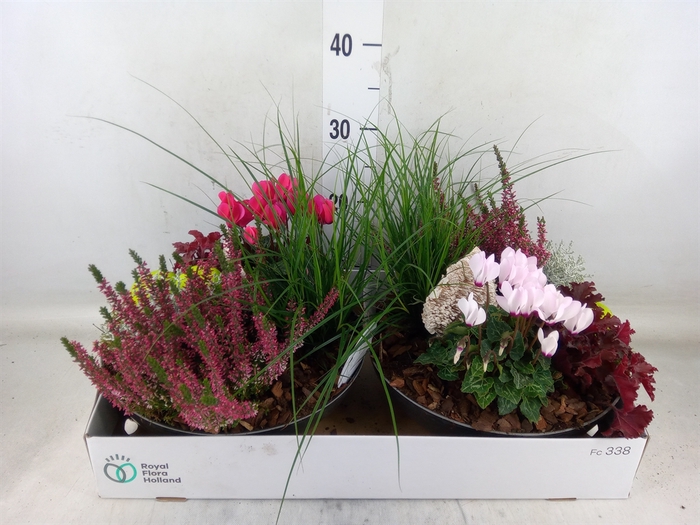 <h4>Arr.   Tuinplanten L%</h4>