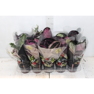CALATHEA P12 VARIADO PREMIUM