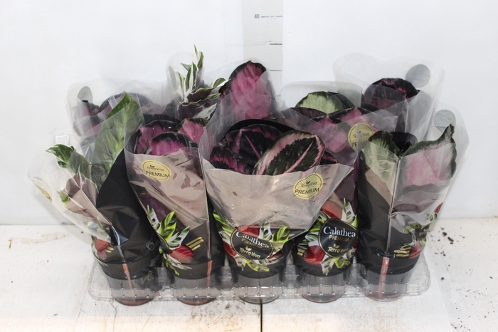 <h4>CALATHEA P12 VARIADO PREMIUM</h4>