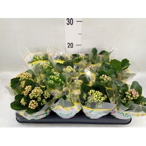 Kalanchoe blos.   ..rosebud mix  5