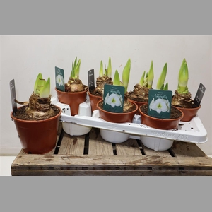 Hippeas Denver White