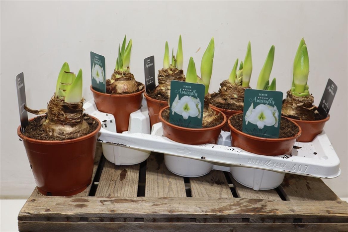 <h4>Hippeas Denver White</h4>