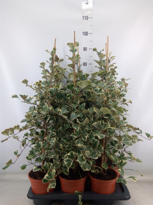 <h4>Ficus triangularis 'Sweetheart'</h4>