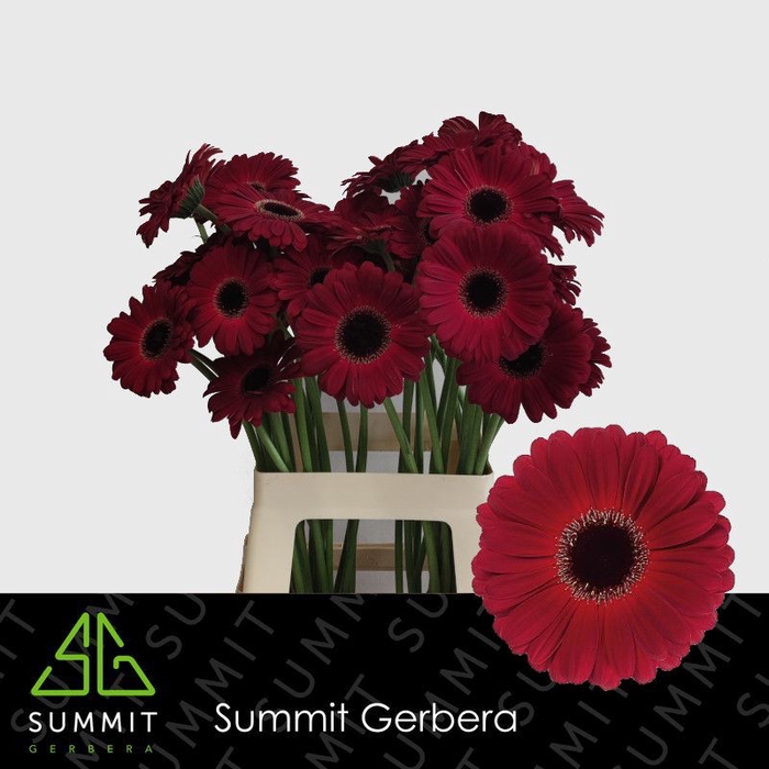 <h4>Gerbera Dark Diamond Lang Gelijk 56cm Water x40</h4>