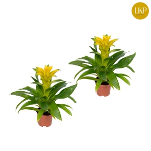 Guzmania Diana Geel (zonder Hoes)