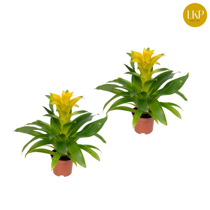 <h4>Guzmania Diana Geel (zonder Hoes)</h4>
