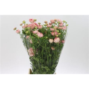 Ran N Modern Riviera