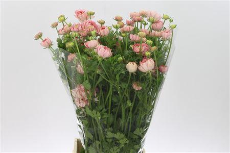 <h4>Ran N Modern Riviera</h4>