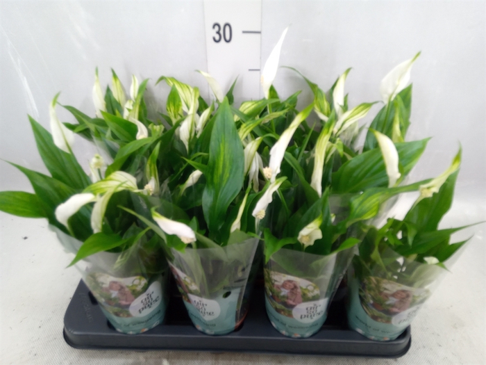 <h4>Spathiphyllum  'Pearl Cupido'</h4>